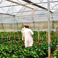 Farm House Development