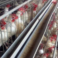 Poultry Cage