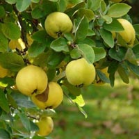 Aegle Marmelos Extract