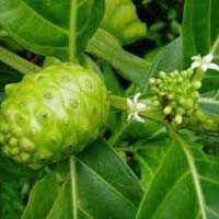 Morinda Citrifolia