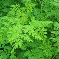 Moringa Oleifera Leaves