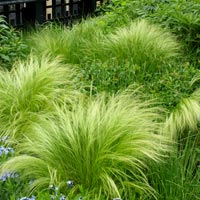 Mexican Grass