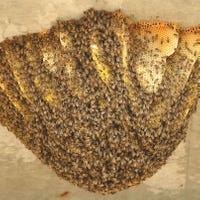 Bee Hive Removal
