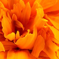 Marigold Oleoresin