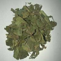 Gymnema Sylvestre Leaves