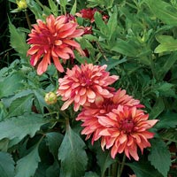 Dahlia Plant