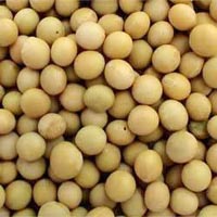 Cattle Feed Raw Material