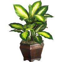 Dieffenbachia Plant
