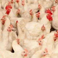 Poultry Consultancy Services