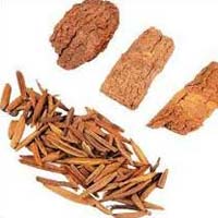 Holarrhena Antidysenterica