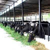 Dairy Farming