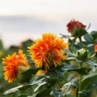 Carthamus Tinctorius