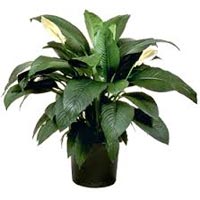Spathiphyllum Plant