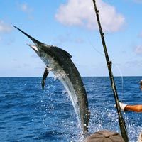 Deep Sea Fishing Services