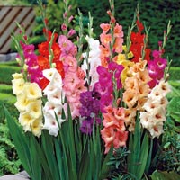 Gladiolus Bulbs
