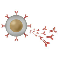 Monoclonal Antibodies