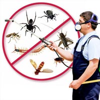 Wasp Control Services