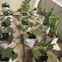 Plant Cultivation Services