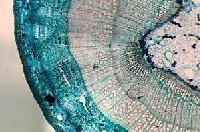 Prepared Microscope Slide