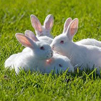 Rabbit Farming