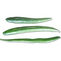 Snake Gourd