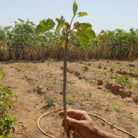 Jatropha Sapling