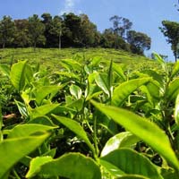 Online Payment Solution