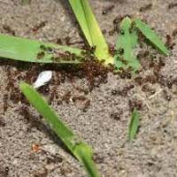 Ants Control Services