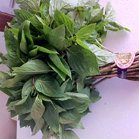 Holy Basil Leaves
