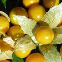 Caesalpinia Crista Seeds