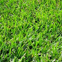 Bermuda Grasses