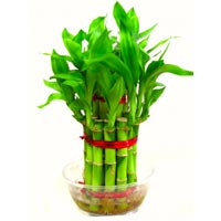 Lucky Bamboo Plant