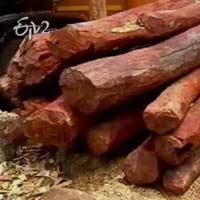 Red Sandalwood