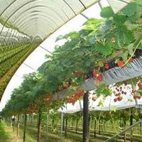 Hi-Tech Agriculture Consultancy