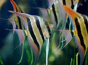 Fish Tank Cleaning Service