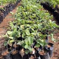 Red Sandalwood Plants