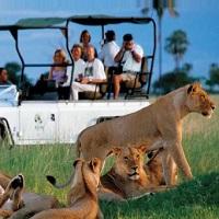 Luxury Wildlife Tours