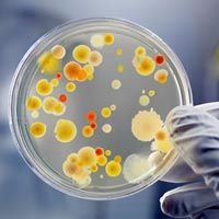 Microbial Culture