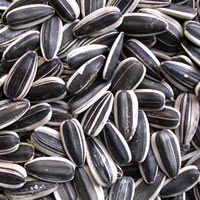 Amaranthus Caudatus Seeds