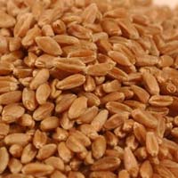 Red Winter Wheat