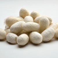 Silkworm Cocoons