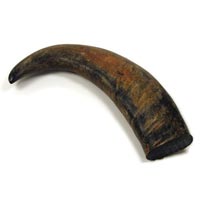 Buffalo Horn Tip