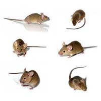 Rodent Control