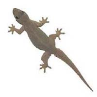 Lizard Control Services