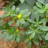 Ayurvedic,Herbal Drops & Concentrates