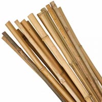 Bamboo Cane