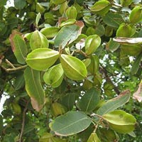 Terminalia Bellirica Extract