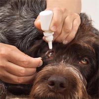 Animal Treatment Services