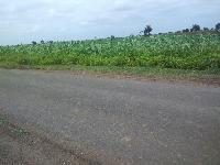 Agricultural Properties