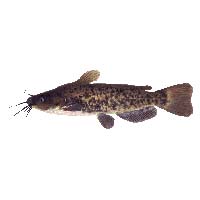 Catfishes